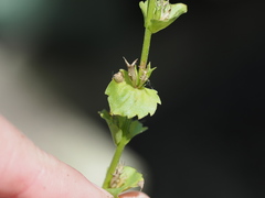 Triodanis lamprosperma