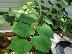 Cercis canadensis