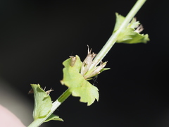 Triodanis lamprosperma