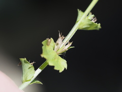 Triodanis lamprosperma