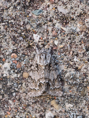 Acronicta auricoma