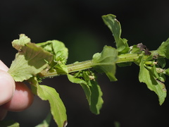 Triodanis lamprosperma