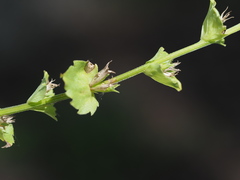 Triodanis lamprosperma