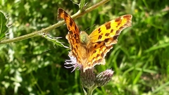 Polygonia c-album