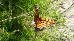 Polygonia c-album