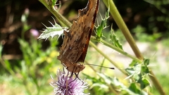 Polygonia c-album