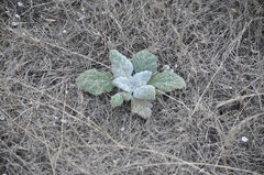 Salvia aethiopis