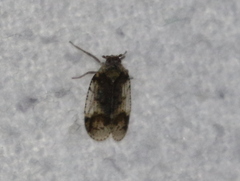 Cixius cunicularius