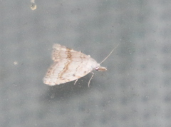 Nola aerugula