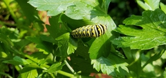 Papilio polyxenes