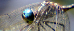 Dythemis nigra