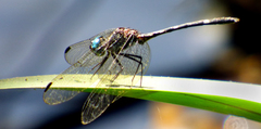 Dythemis nigra