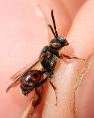 Nomada fuscicornis