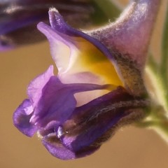 Delphinium halteratum