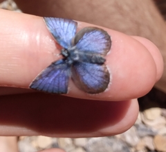 Cyaniris semiargus