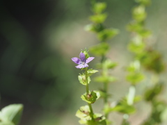 Triodanis lamprosperma