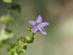 Triodanis lamprosperma