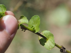 Triodanis lamprosperma