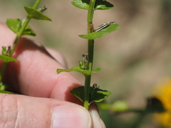 Triodanis lamprosperma
