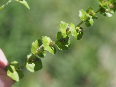 Triodanis lamprosperma