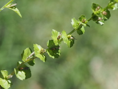 Triodanis lamprosperma