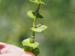 Triodanis lamprosperma
