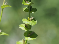 Triodanis lamprosperma