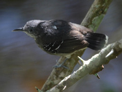 Hypocnemoides maculicauda