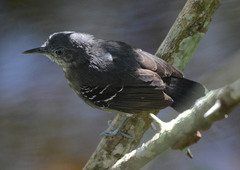 Hypocnemoides maculicauda