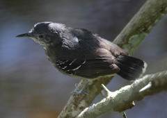 Hypocnemoides maculicauda