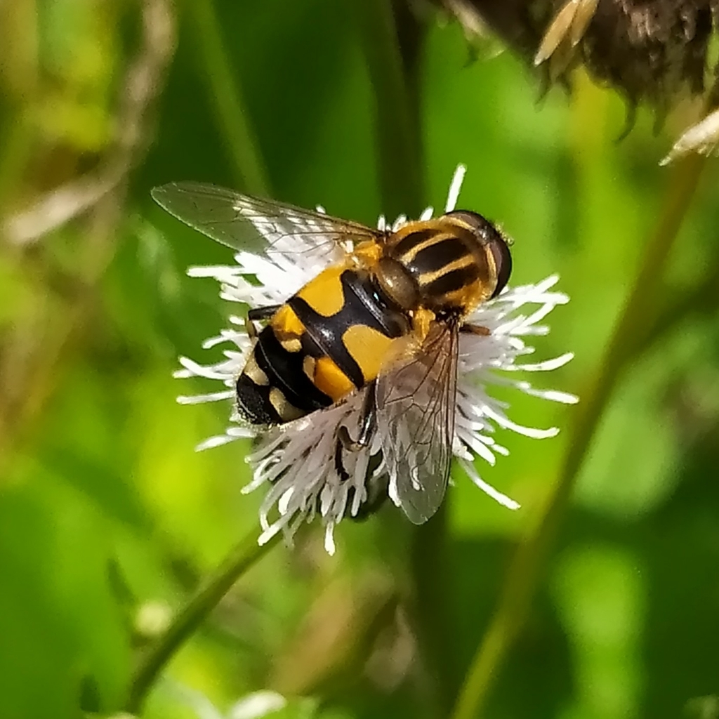 Helophilus affinis