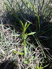 Dyschoriste linearis