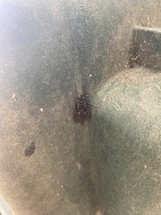 Triatoma sanguisuga