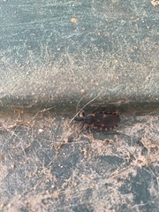 Triatoma sanguisuga
