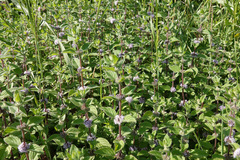 Mentha arvensis