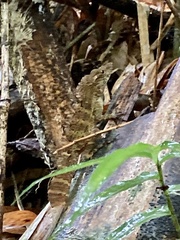 Anolis gundlachi