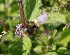 Bombus pascuorum
