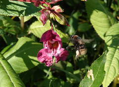 Bombus subterraneus