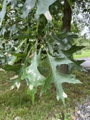 Quercus
