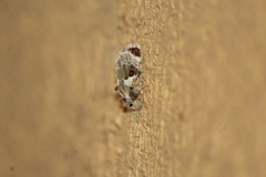 Cromarcha stroudagnesia