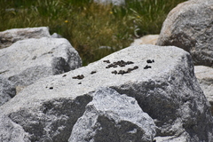 Marmota flaviventris