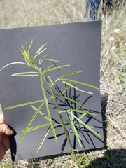 Pediomelum linearifolium