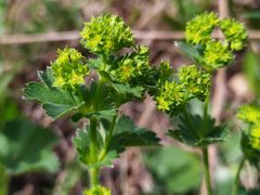 Alchemilla sarmatica