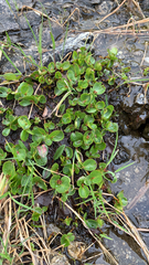 Salix herbacea