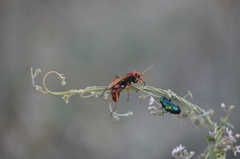 Cryptocheilus rubellus