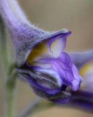 Delphinium halteratum