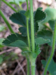 Alchemilla sarmatica