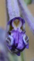 Delphinium halteratum