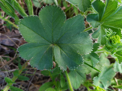 Alchemilla sarmatica