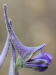Delphinium halteratum